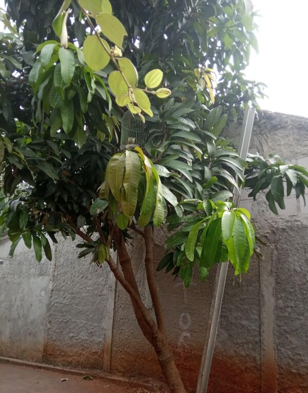Tanah Seiprit Bisa Kok Menanam Pohon Mangga