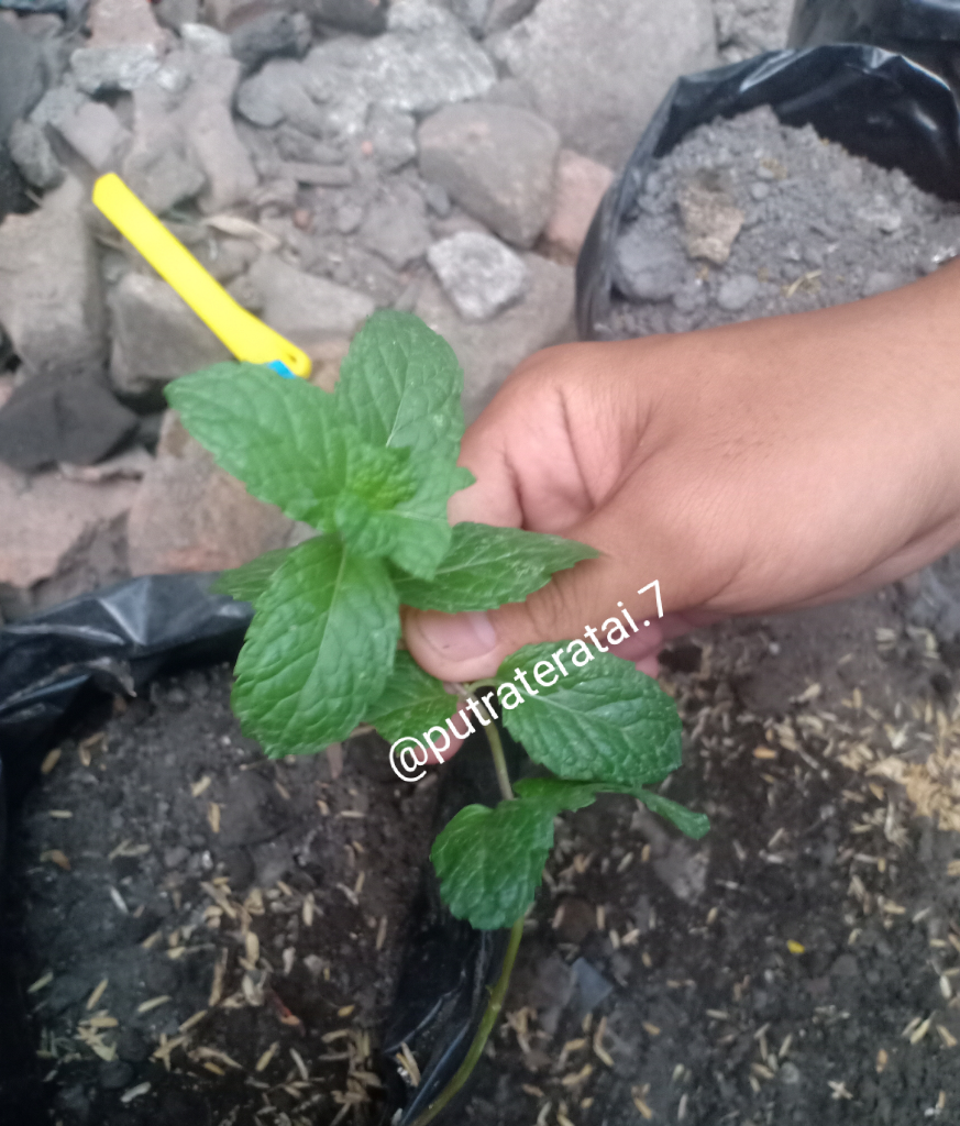 Tips Perbanyak Daun Mint? Tanam Batang Melingkar Saja!