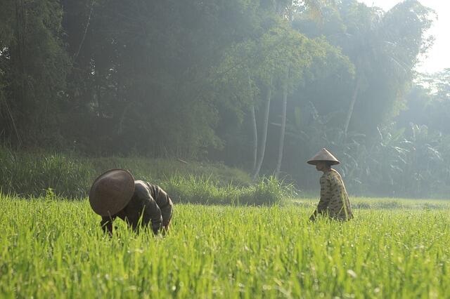 Kenapa Makan Di Sawah Enak