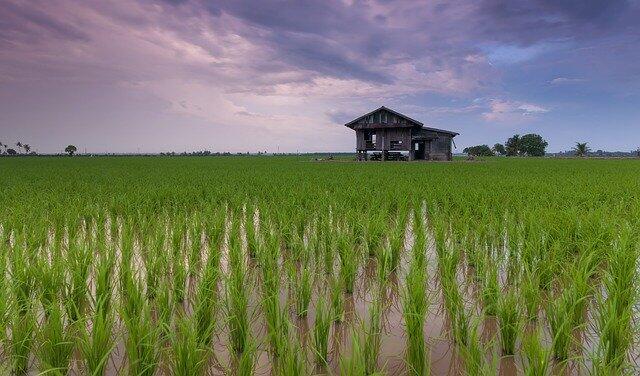 Kenapa Makan Di Sawah Enak