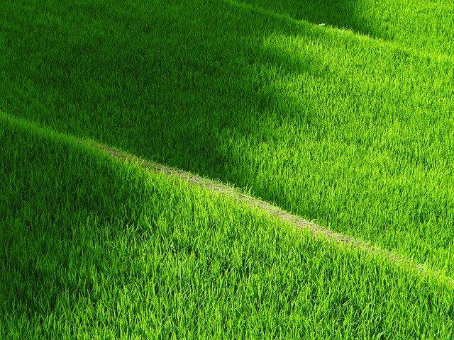 Kenapa Makan Di Sawah Enak