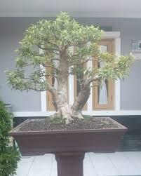 Seni Menanam Bonsai Pohon Jambu