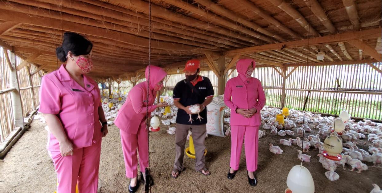 Ketahanan Pangan , Bhayangkari Setukpa Lemdiklat Polri Panen Ternak Ayam