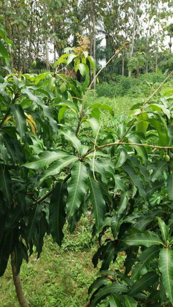 Punya Tanaman Mangga Seru Juga