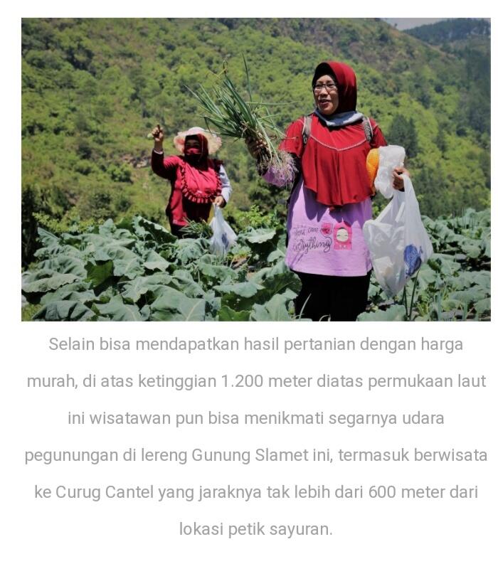 &#91;Coc Tegal&#93;Sedari Padat Karya Sampai Wisata Agro, Warga Tegalpun Mulai Tersenyum