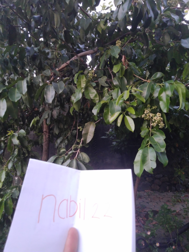 Tanaman Jamblang, Tanaman Langka Yang Tidak Kalah Dari Tanaman Buah Lainnya