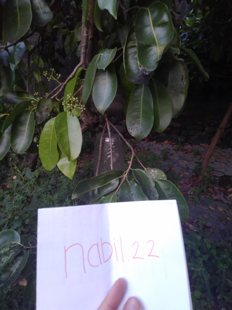 Tanaman Jamblang, Tanaman Langka Yang Tidak Kalah Dari Tanaman Buah Lainnya