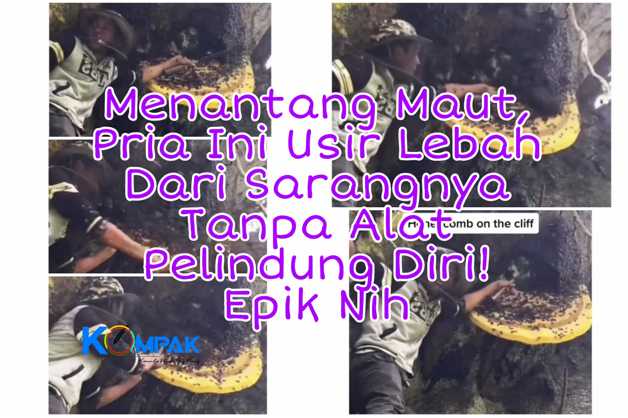 Menantang Maut, Pria Ini Usir Lebah Liar Dari Sarangnya Tanpa Alat Pelindung! Epik Ya