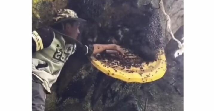 Menantang Maut, Pria Ini Usir Lebah Liar Dari Sarangnya Tanpa Alat Pelindung! Epik Ya