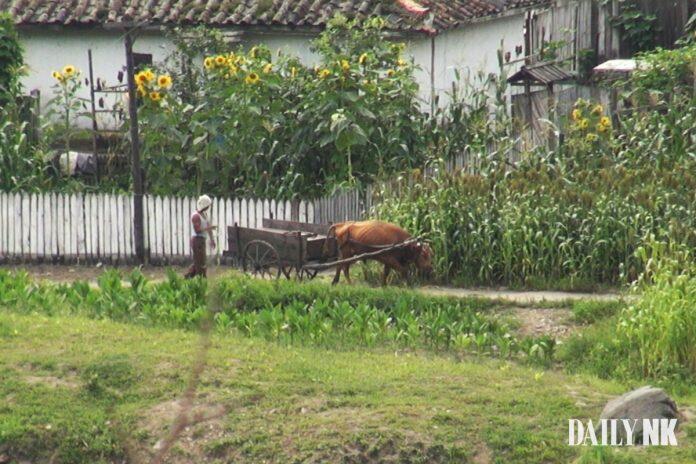 Korea Utara melarang penyembelihan Sapi Pekerja , Individu Ilegal.