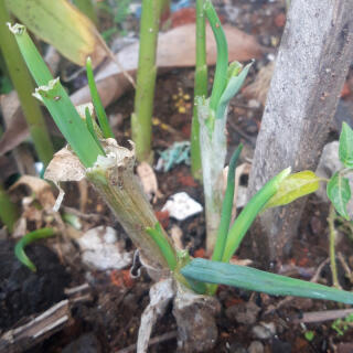 Daun Bawang si Penyedap Makanan yang Mudah Ditanam Selama Masa Pandemi yang Suram