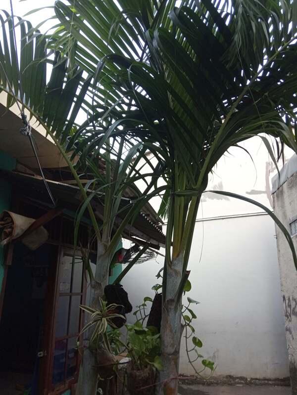 Istri Minta Pohon Pelem Saya Beliin Pohon Palem! Yoweslah...