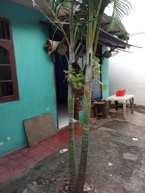 Istri Minta Pohon Pelem Saya Beliin Pohon Palem! Yoweslah...