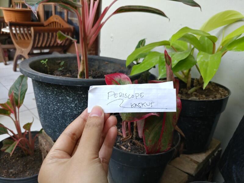 Anti Ribet Merawat Tanaman Hias Di POT Mini Yang super Praktis