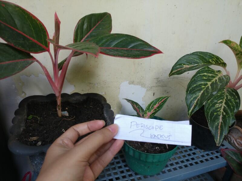 Anti Ribet Merawat Tanaman Hias Di POT Mini Yang super Praktis