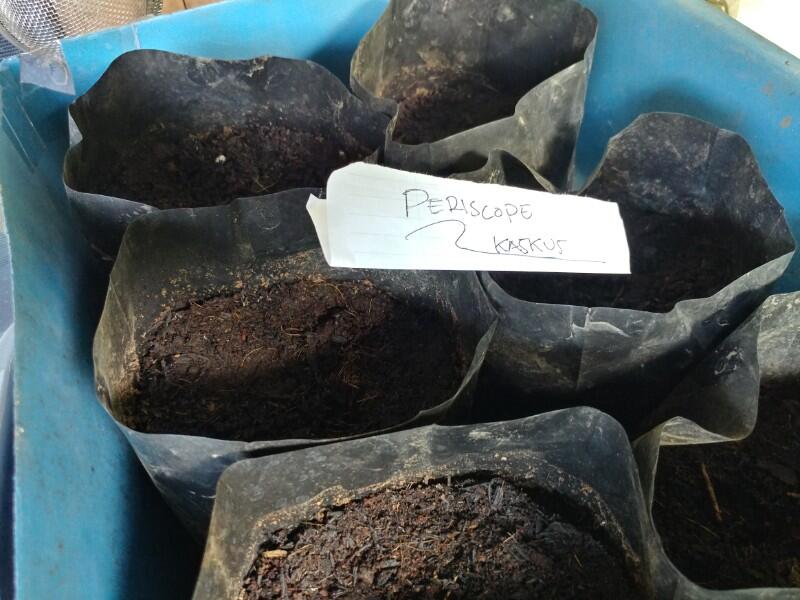 Anti Ribet Merawat Tanaman Hias Di POT Mini Yang super Praktis