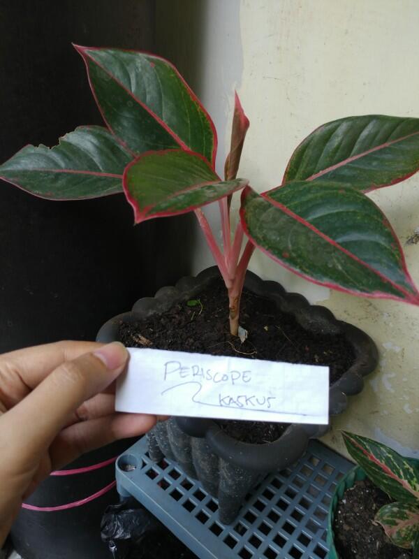 Anti Ribet Merawat Tanaman Hias Di POT Mini Yang super Praktis