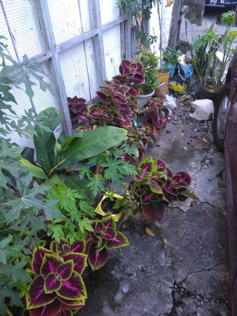 Tanaman Bayam Merah Hias Cantik Rupanya Dan Berkhasiat.