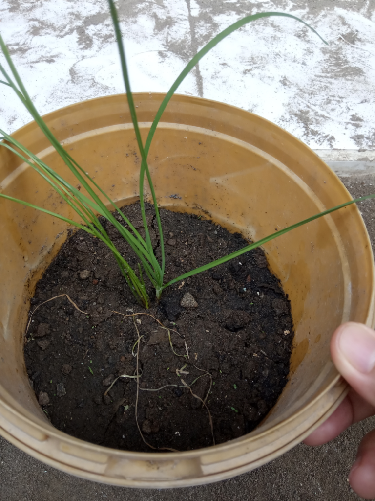 Menanam Daun Bawang Ganda Si Penambah Aroma dan Citarasa Masakan Ala TS
