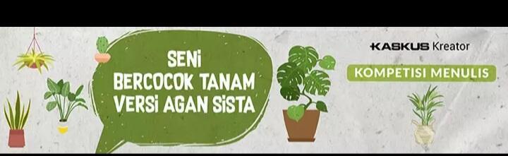 Kulit Bawang Dan Vetsin Menjadi Salah Satu Bahan Alami Penyubur Tanaman.