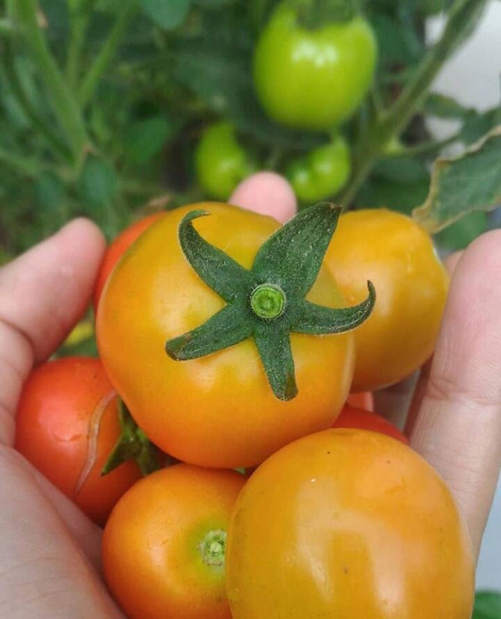 Kulit Bawang Dan Vetsin Menjadi Salah Satu Bahan Alami Penyubur Tanaman.
