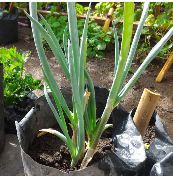Kulit Bawang Dan Vetsin Menjadi Salah Satu Bahan Alami Penyubur Tanaman.
