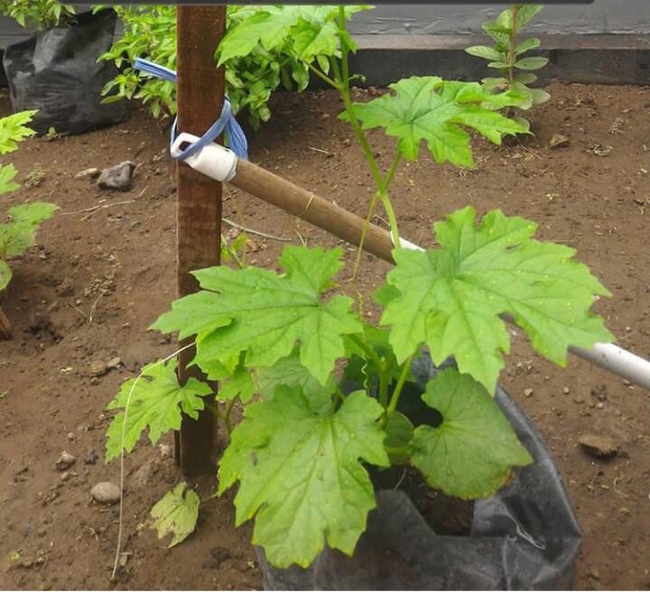 Kulit Bawang Dan Vetsin Menjadi Salah Satu Bahan Alami Penyubur Tanaman.

