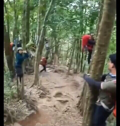 Kocak! Dibegal Babi di Tengah Hutan, Beberapa Pendaki Ini Memilih Naik ke Pohon