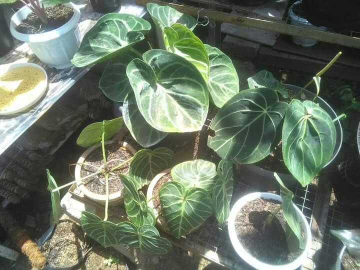 Nuansa Rumah Lebih Hidup Dengan Adanya Tanaman Philodendron