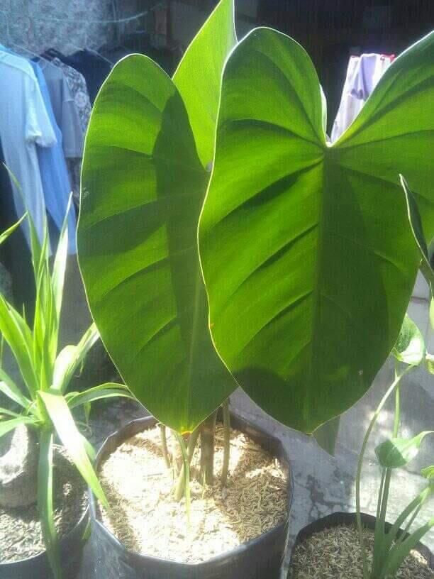 Nuansa Rumah Lebih Hidup Dengan Adanya Tanaman Philodendron