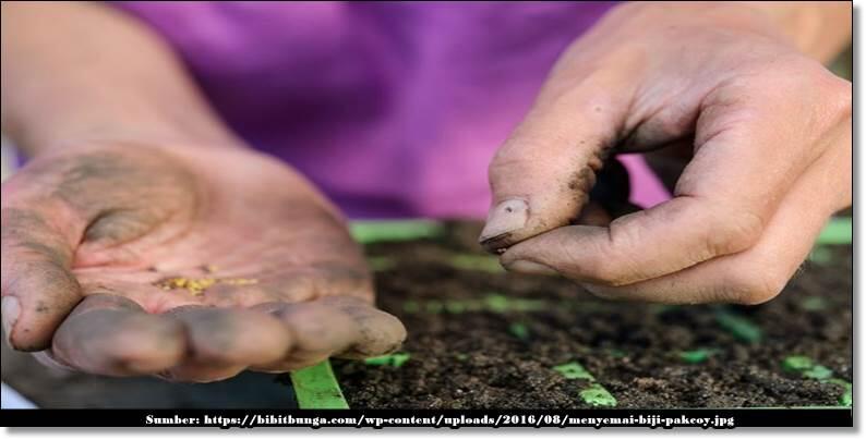 Tips dan Trik Dari Ane untuk Menanam Pakcoy Hijau dengan Saringan Plastik