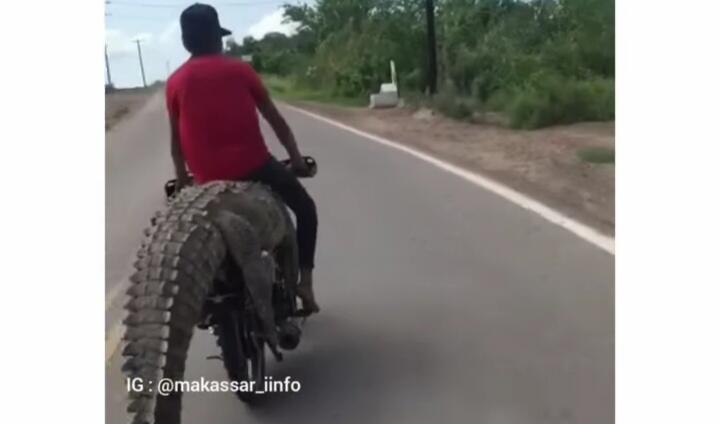 Real Pawang Sakti, Pemuda Ini Naiki Buaya Sambil Kendarai Motor! Gak Takut Dimangsa?