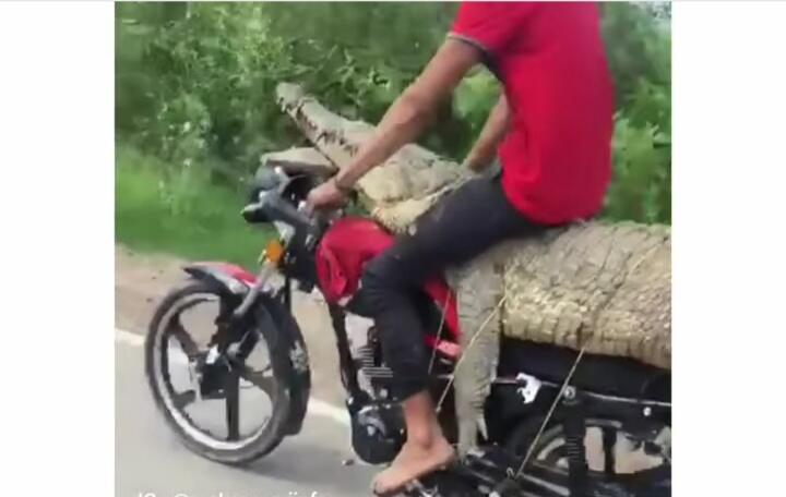 Real Pawang Sakti, Pemuda Ini Naiki Buaya Sambil Kendarai Motor! Gak Takut Dimangsa?