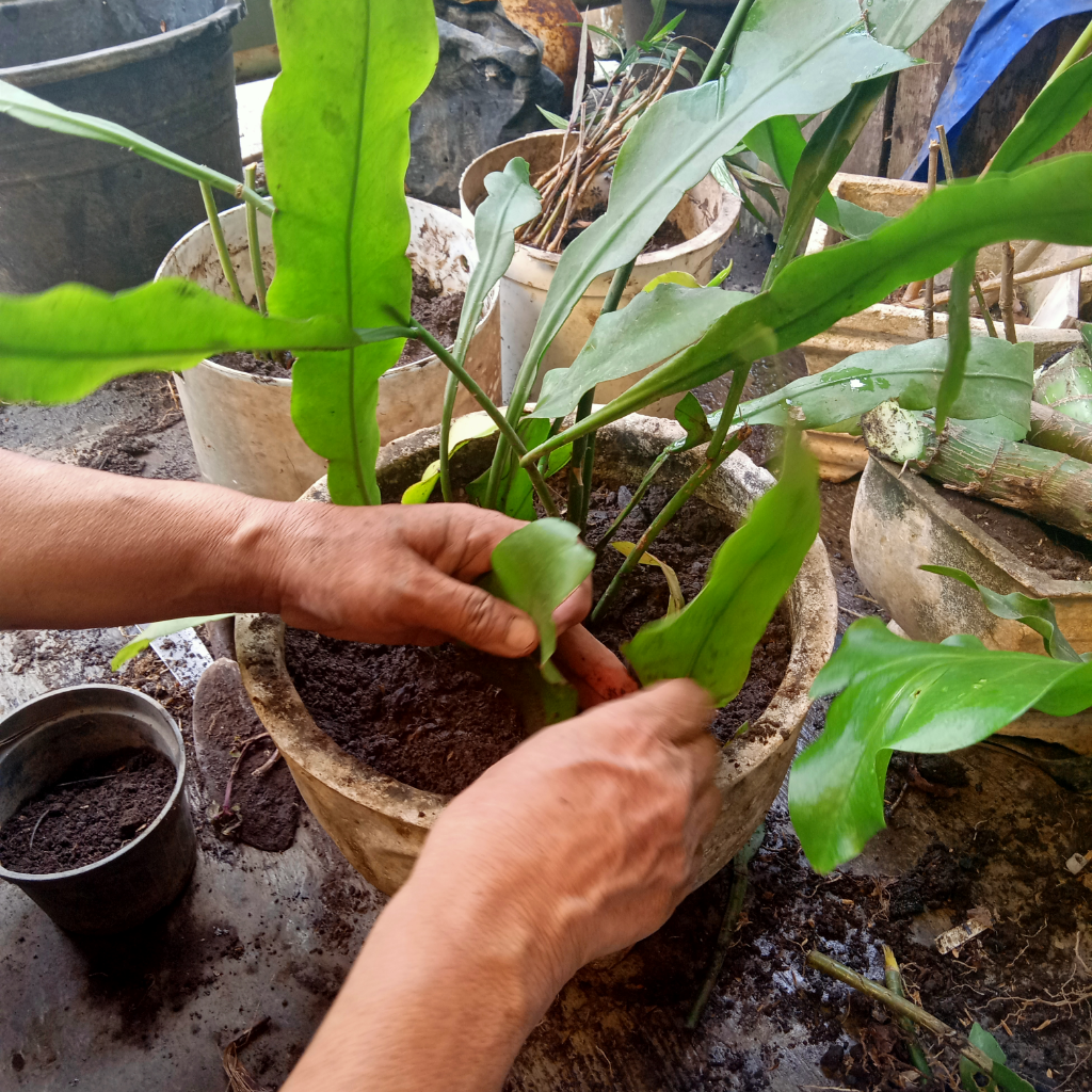 Metode Merawat Tanaman  dengan Repotting Plus Plus Pakai 