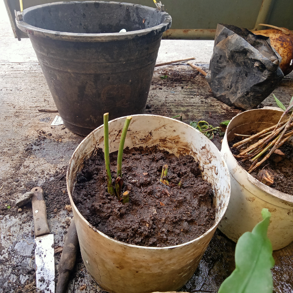 Metode Merawat Tanaman dengan Repotting Plus Plus Pakai 