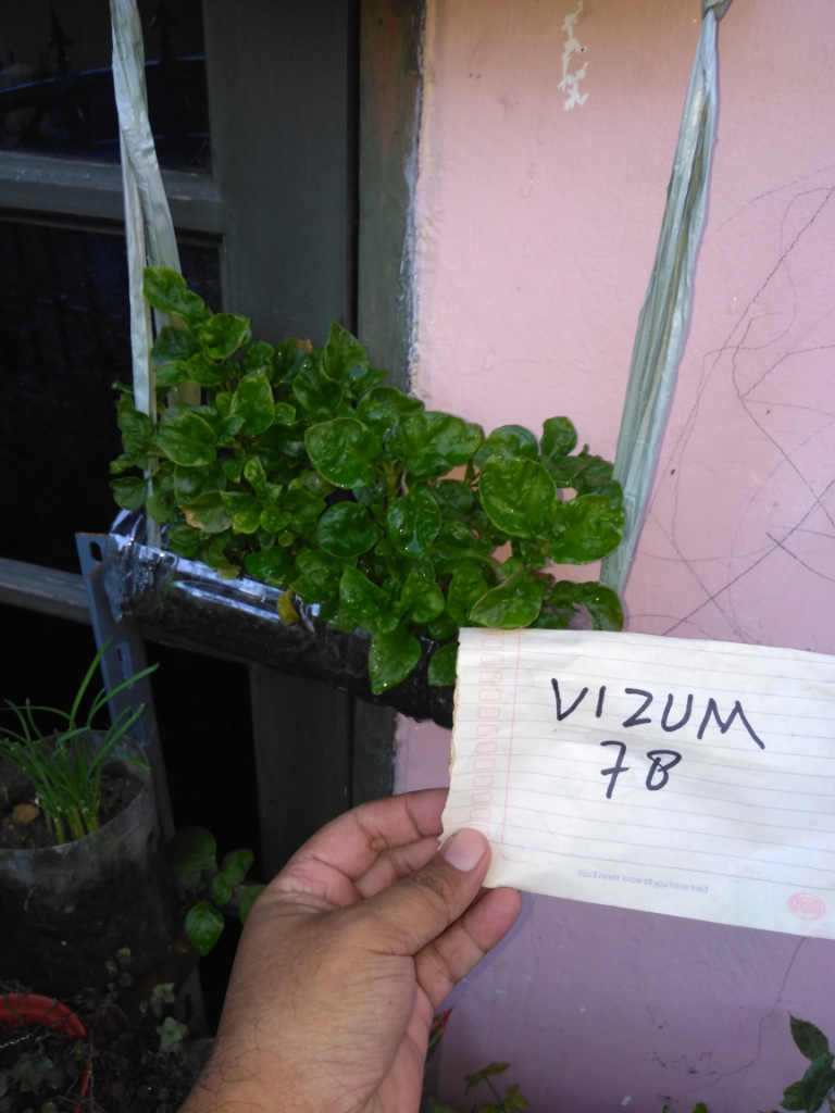 Bayam Brazil Si Imut Yang Makin Manis Terlihat Di Halaman Depan Rumah Ane.