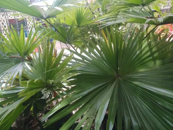 Menikmati Secangkir Kopi Hitam Sore Hari bersama Rintik Hujan dan Dwarf Palmetto