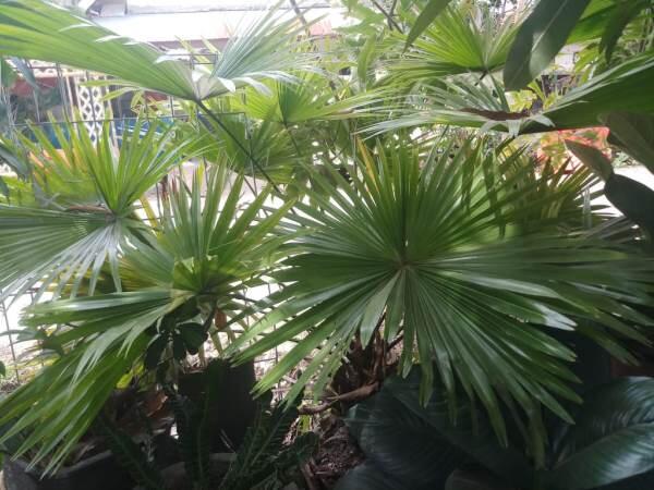 Menikmati Secangkir Kopi Hitam Sore Hari bersama Rintik Hujan dan Dwarf Palmetto