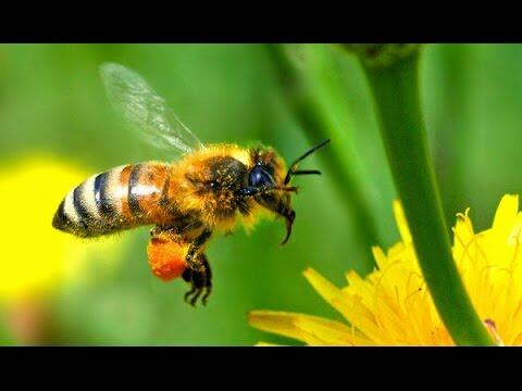 Lebah Bumblebee! Serangga Yang Skill Terbangnya Melebihi Ketinggian Gunung Everest!