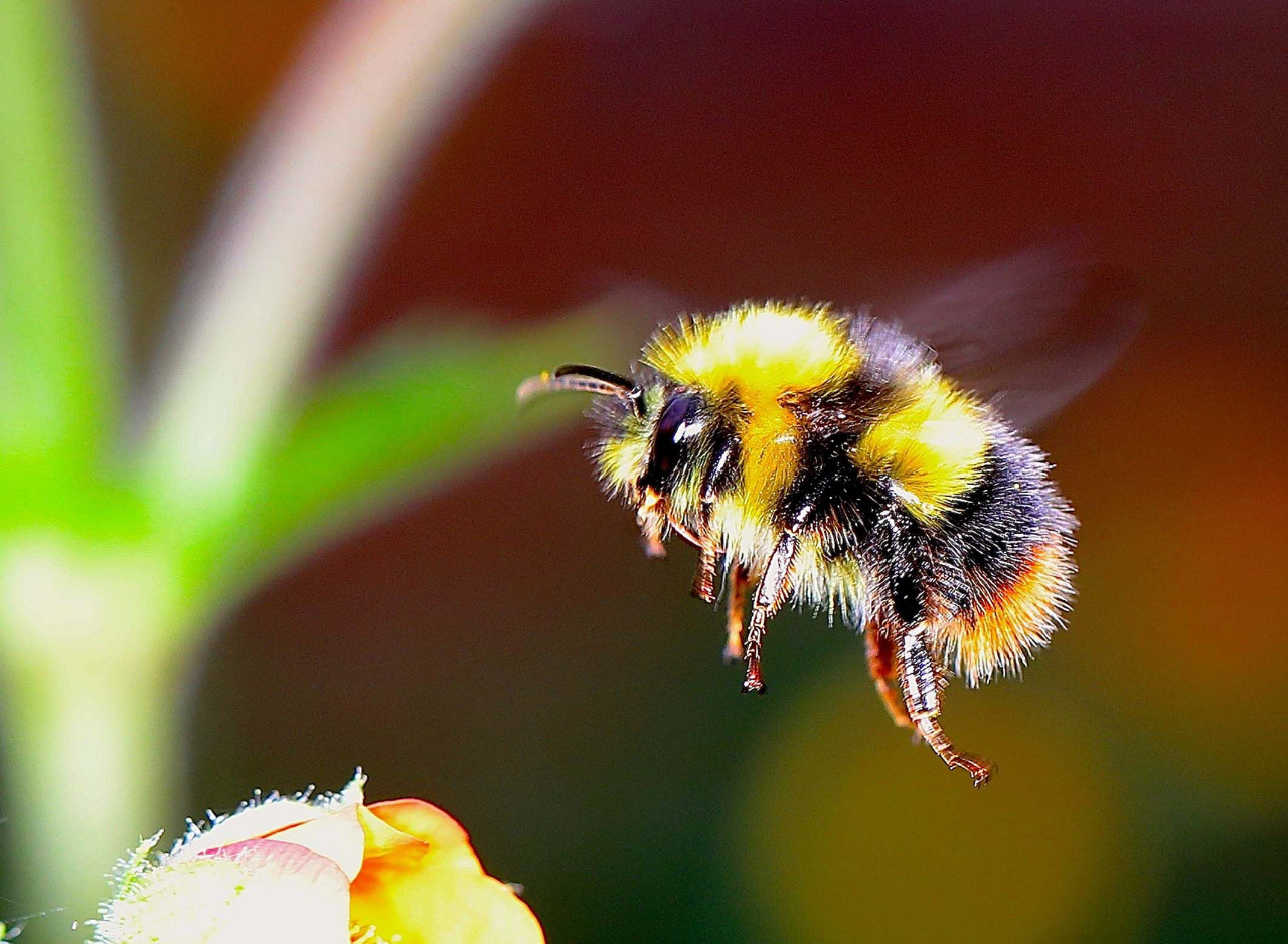 Lebah Bumblebee! Serangga Yang Skill Terbangnya Melebihi Ketinggian Gunung Everest!