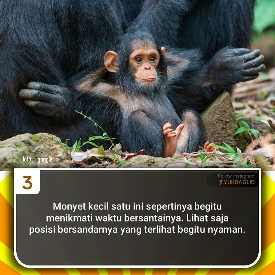 Tunjukan Ekspresi Lucu, Hewan ini Terlihat Menggelikan Ketika Difoto