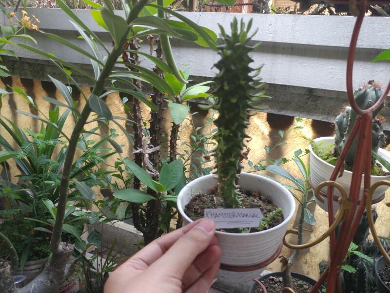 Tips Merawat Tanaman Unik Dan Antimainstream Monadenium Di Pot Mini