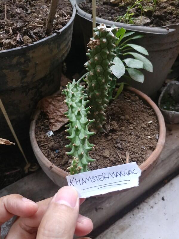 Tips Merawat Tanaman Unik Dan Antimainstream Monadenium Di Pot Mini