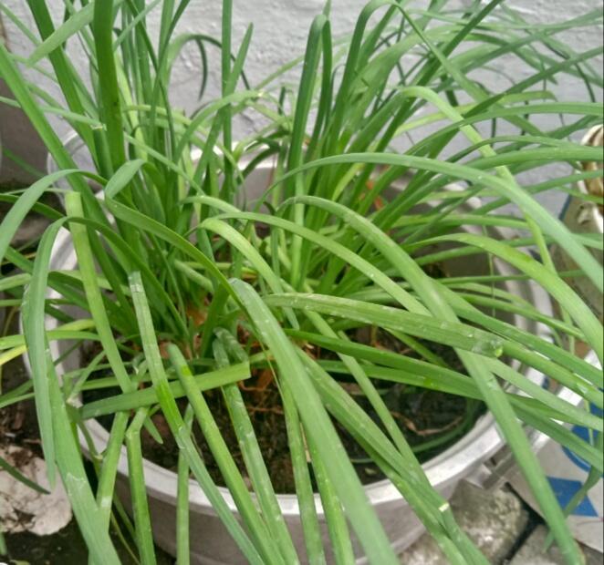 Menanam Daun Bawang Ganda Si Penambah Aroma dan Citarasa Masakan Ala TS