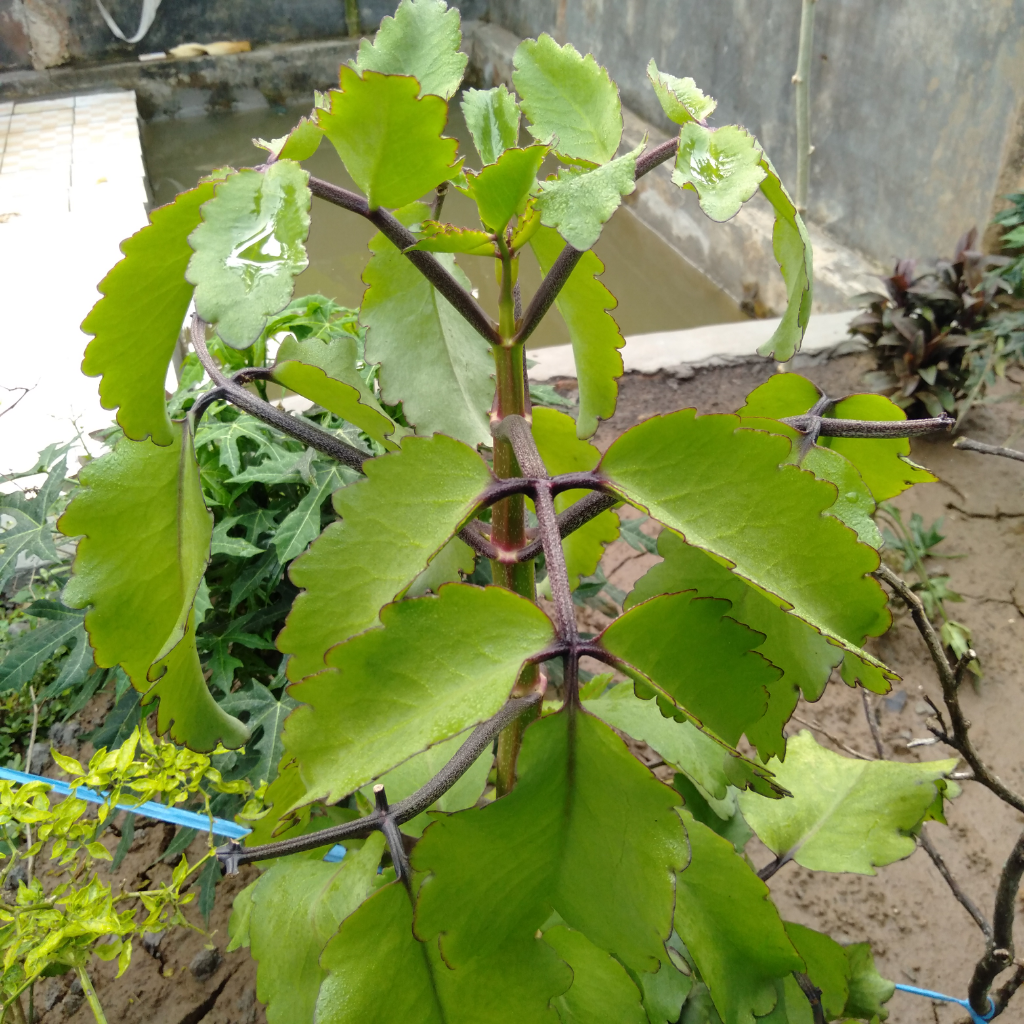 Patah Tulang Dan Cocor Bebek Ini Sangat Bagus Untuk Ditanam, Yakin Masih Gak Mau?