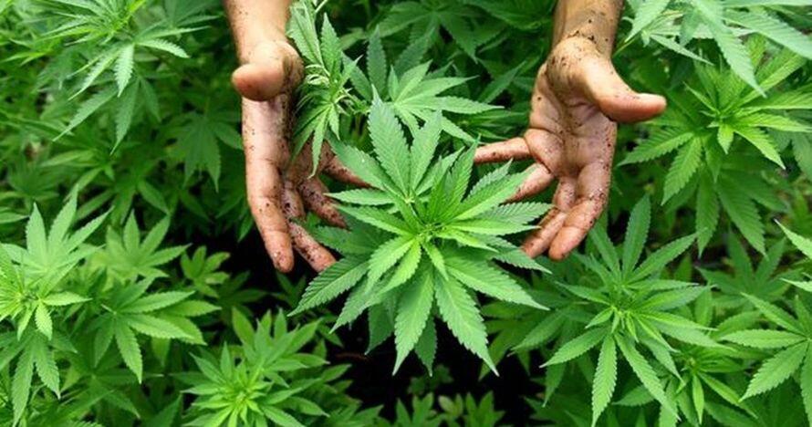Apa?? Ternyata Inilah Negara-Negara Yang Melegalkan Pemakaian Atau Kepemilikan Ganja!