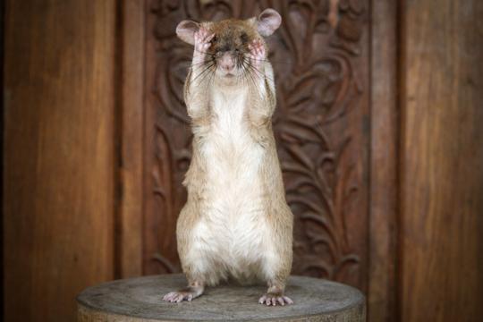 Tikus pahlawan menyelamatkan nyawa dengan berburu ranjau darat .
