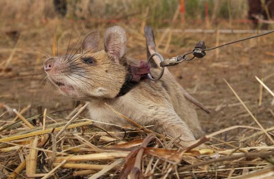 Tikus pahlawan menyelamatkan nyawa dengan berburu ranjau darat .
