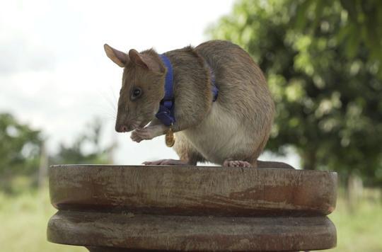 Tikus pahlawan menyelamatkan nyawa dengan berburu ranjau darat .
