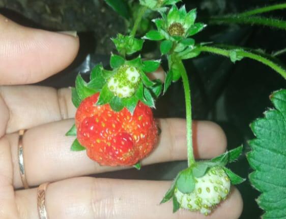 Mau Nanam Stroberi? Bisa kok Berbuah dicoba Dulu Aja
